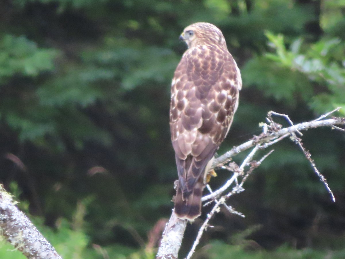 Broad-winged Hawk - ML621989449