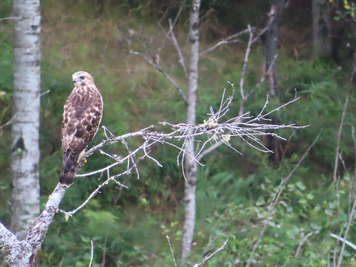 Broad-winged Hawk - ML621989450