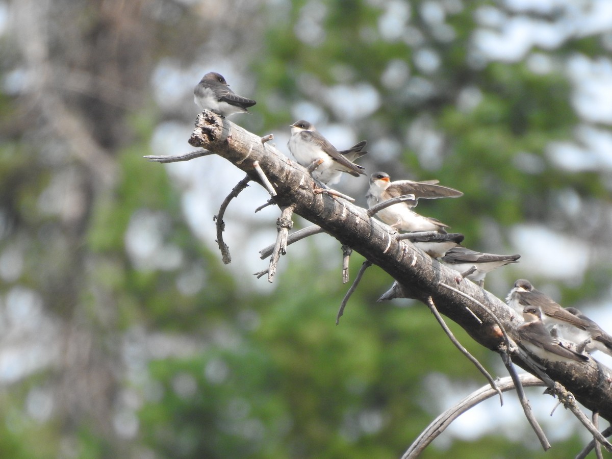 Tree Swallow - ML621989451