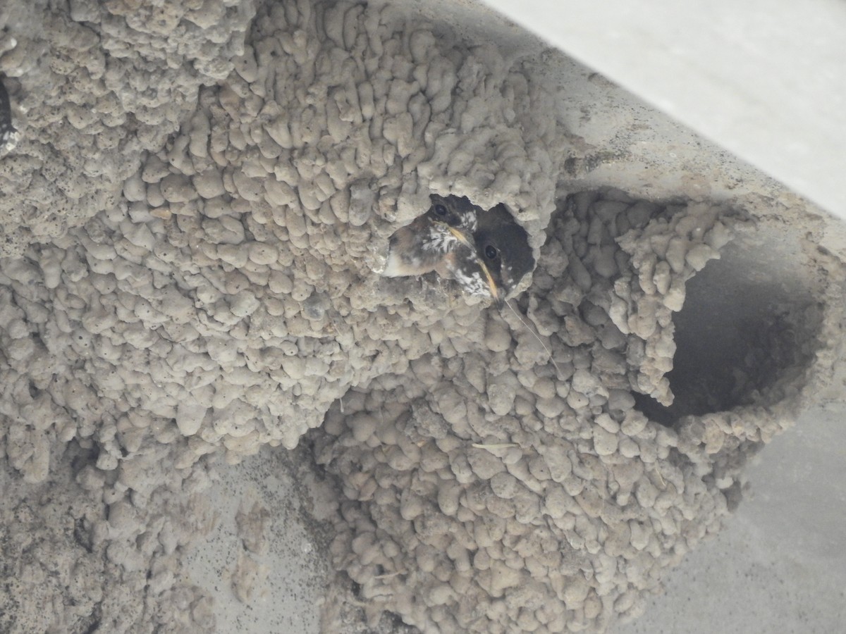 Cliff Swallow - ML621989454