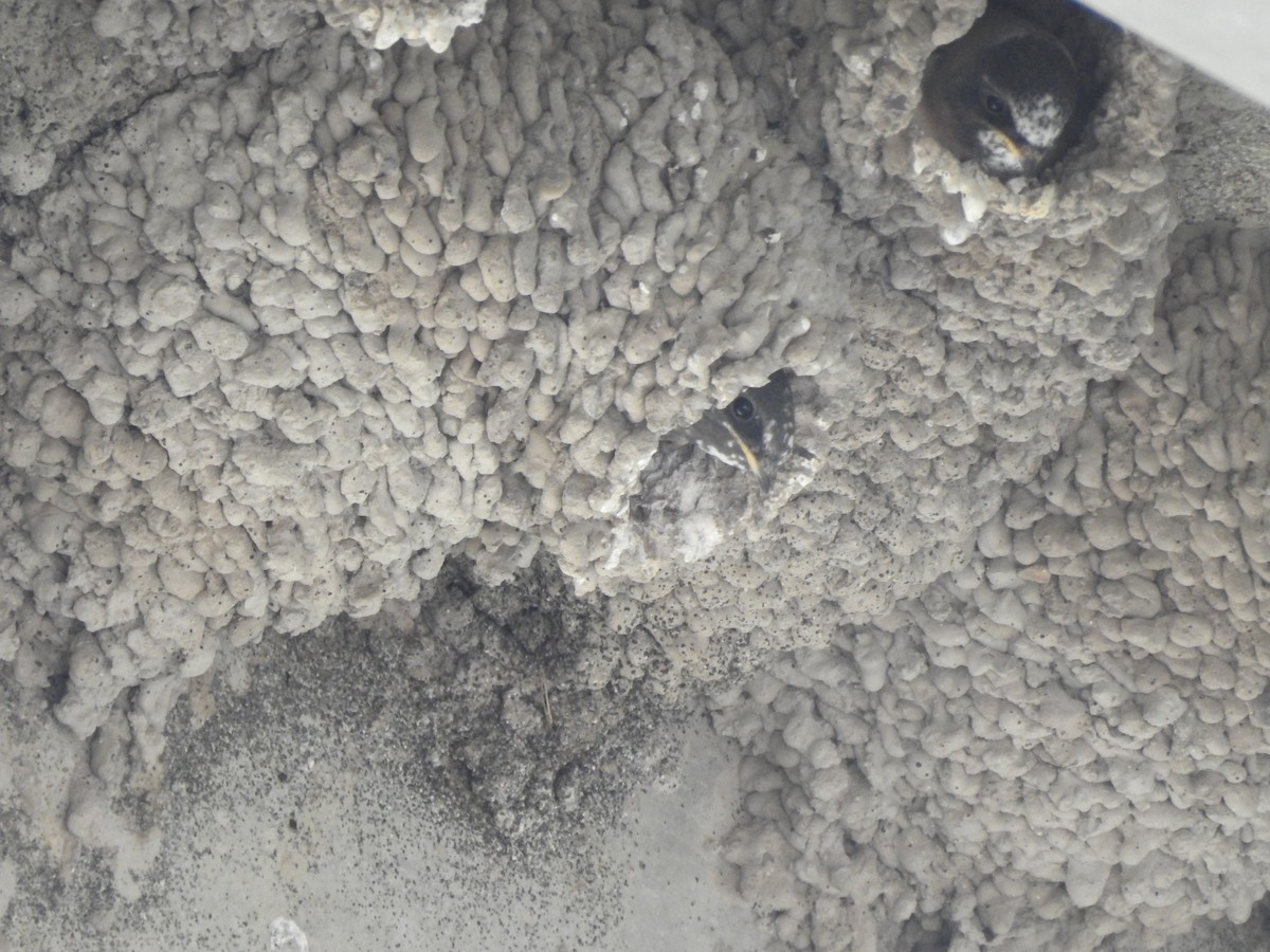 Cliff Swallow - ML621989455