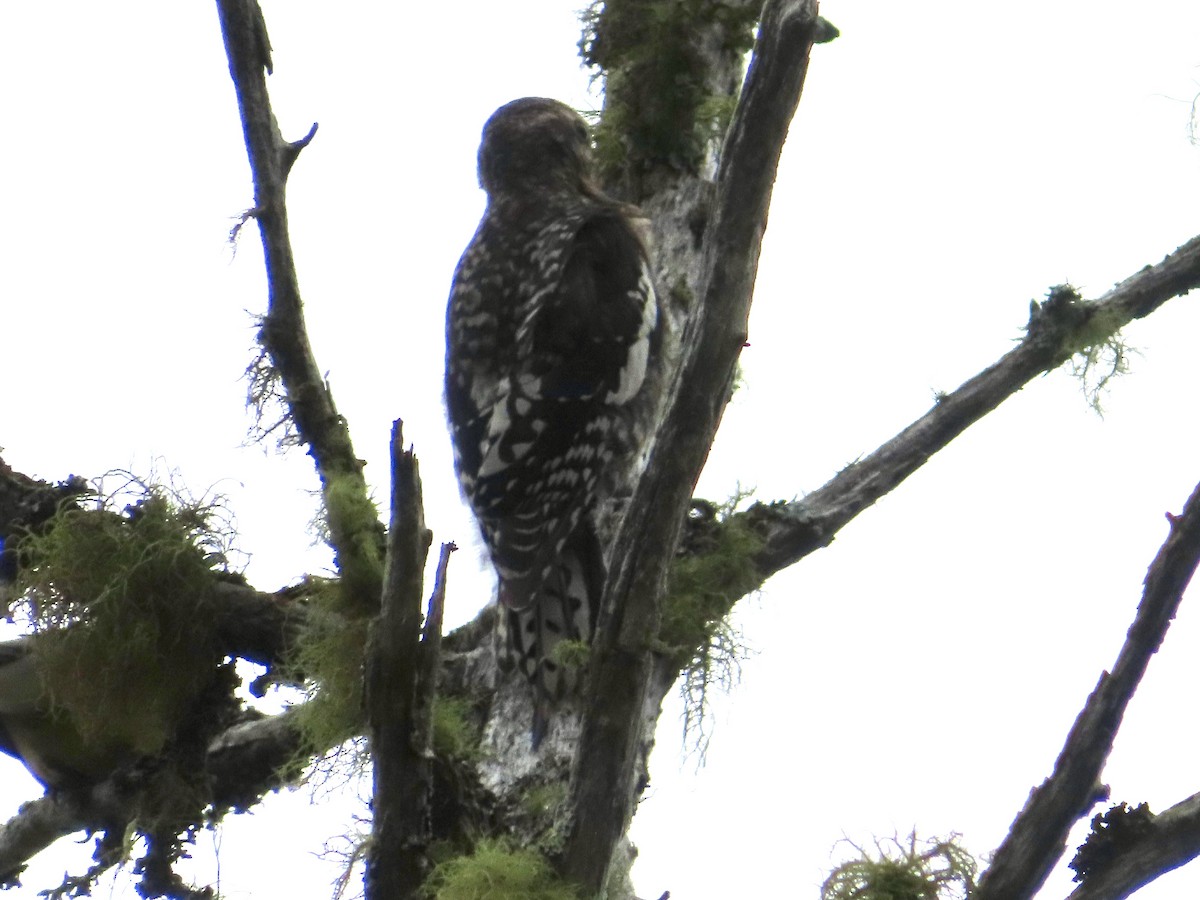 Yellow-bellied Sapsucker - ML621989457