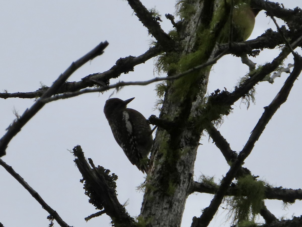 Yellow-bellied Sapsucker - ML621989458