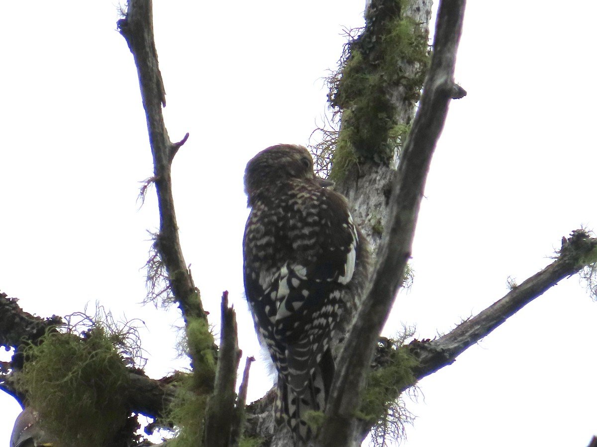 Yellow-bellied Sapsucker - ML621989459