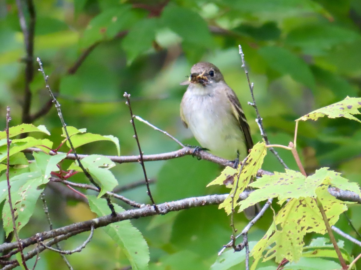 Alder Flycatcher - ML621989463