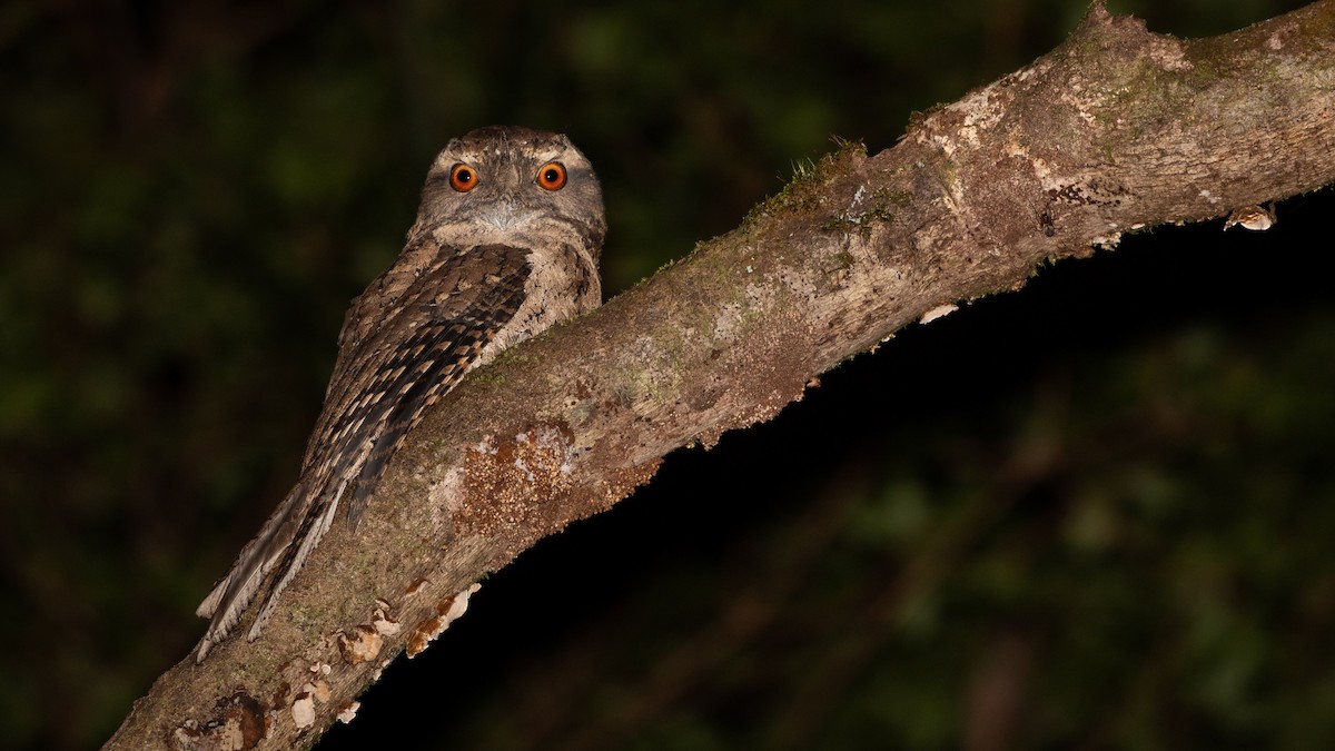 Marbled Frogmouth - James Bennett