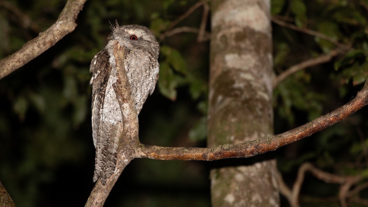 Marbled Frogmouth - ML621989479