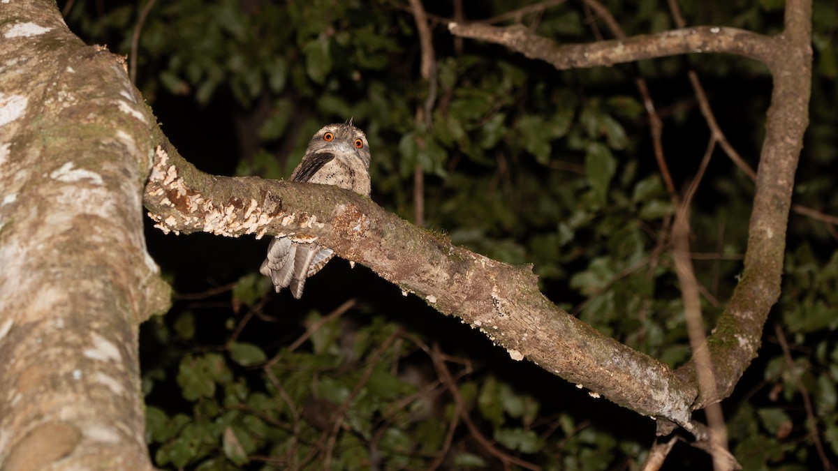 Marbled Frogmouth - ML621989480