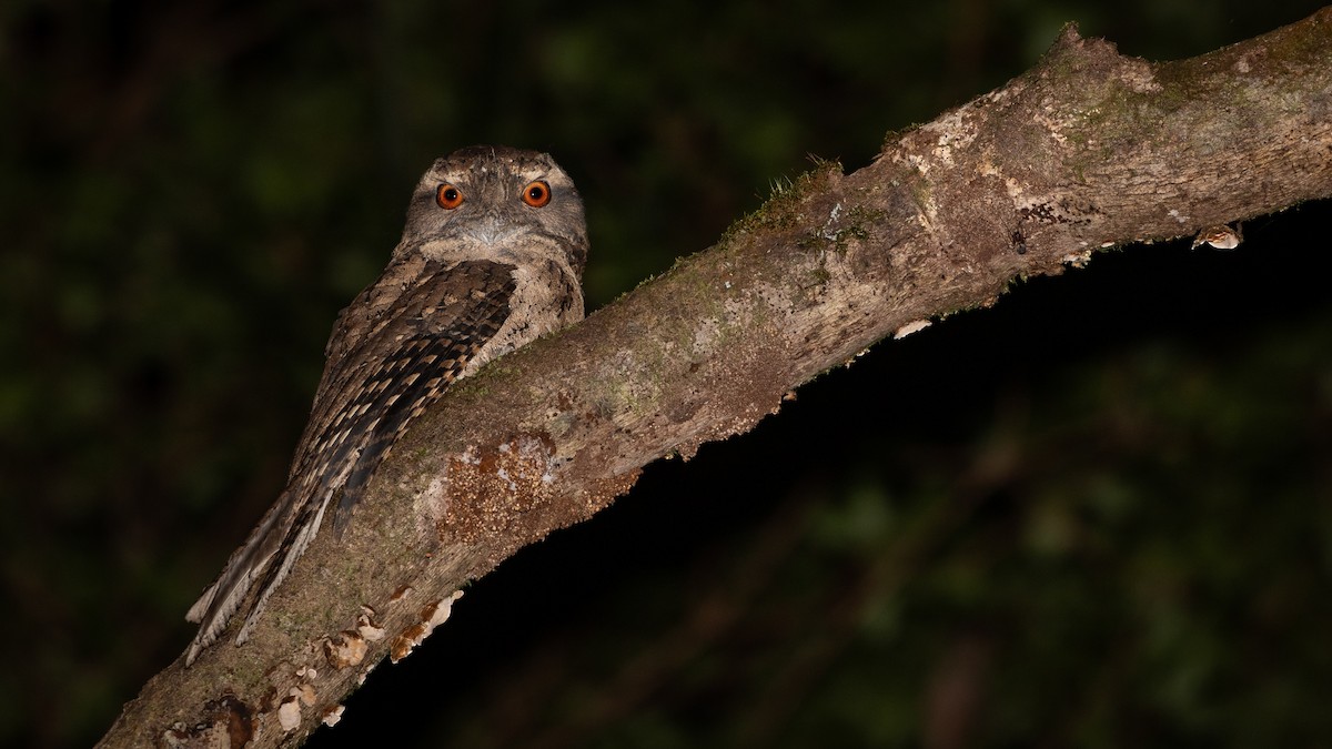 Marbled Frogmouth - ML621989482