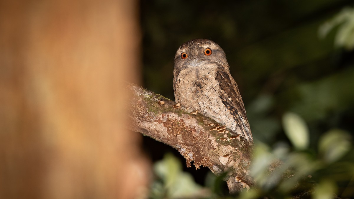 Marbled Frogmouth - ML621989484