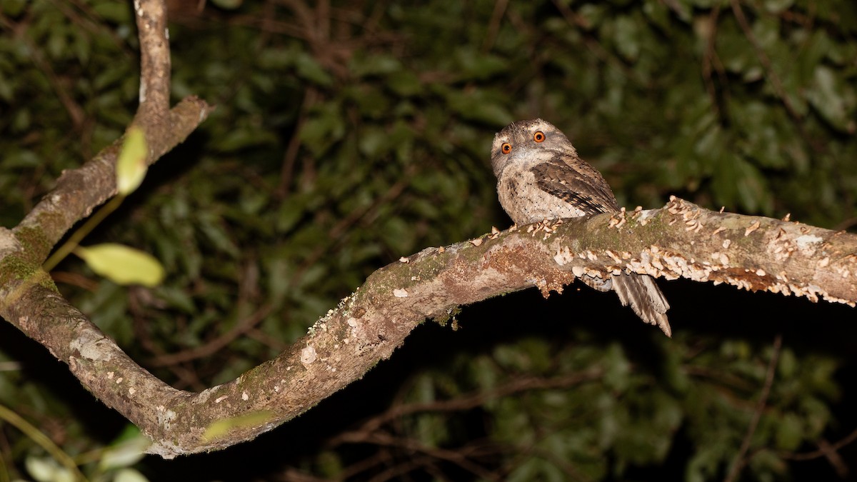 Marbled Frogmouth - ML621989485