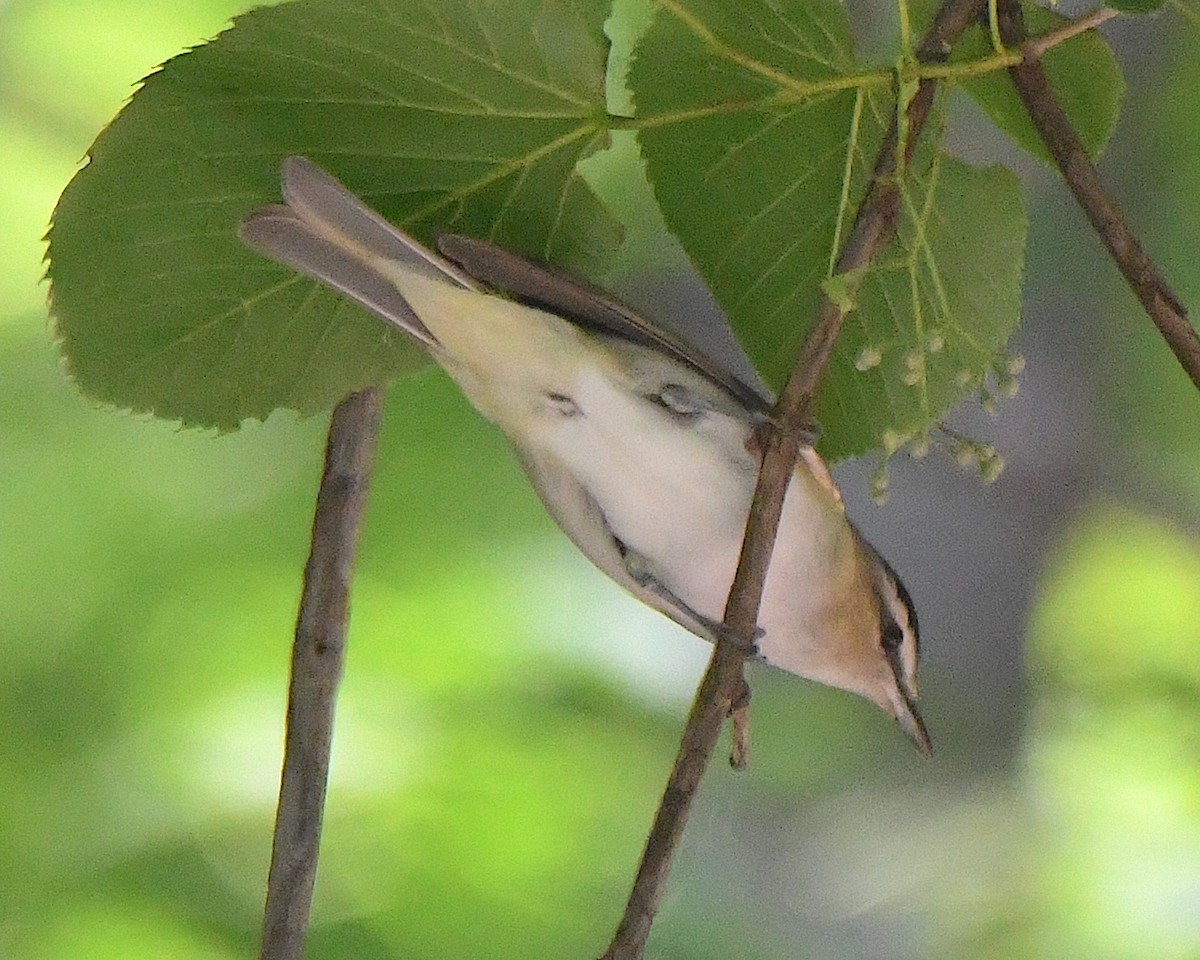 Red-eyed Vireo - ML621989492