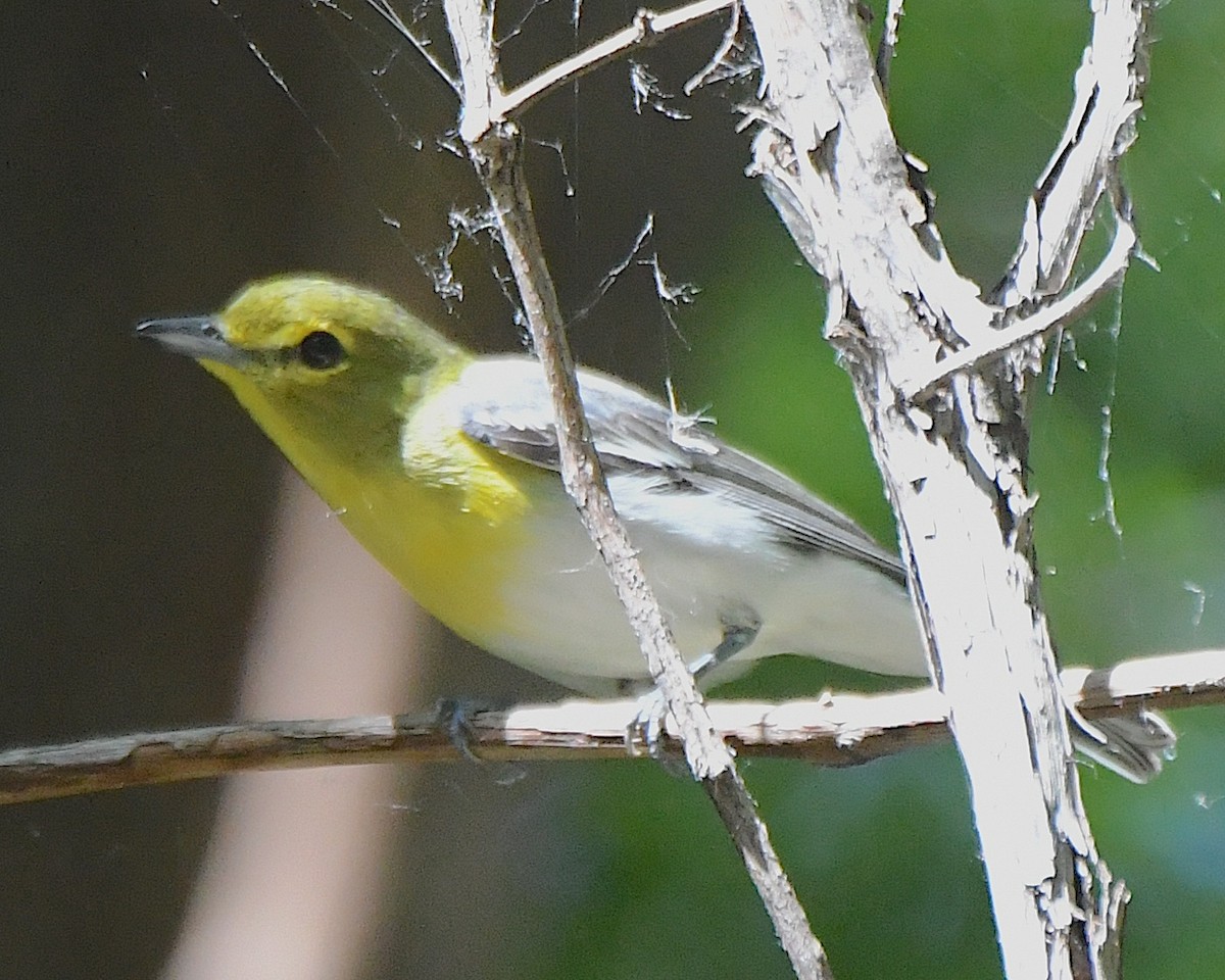 Yellow-throated Vireo - ML621989528