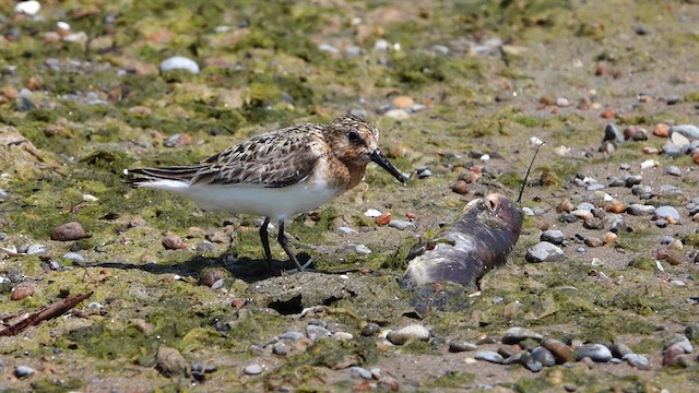 Bécasseau sanderling - ML621989549