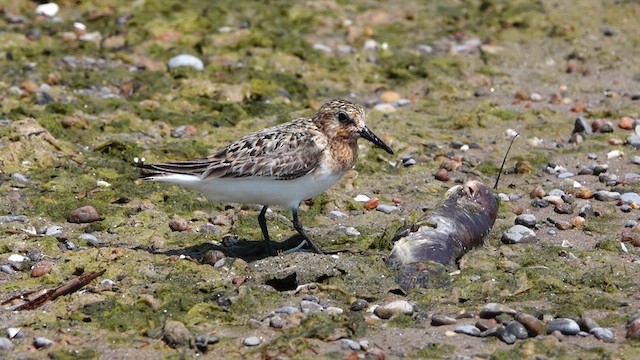 Bécasseau sanderling - ML621989550