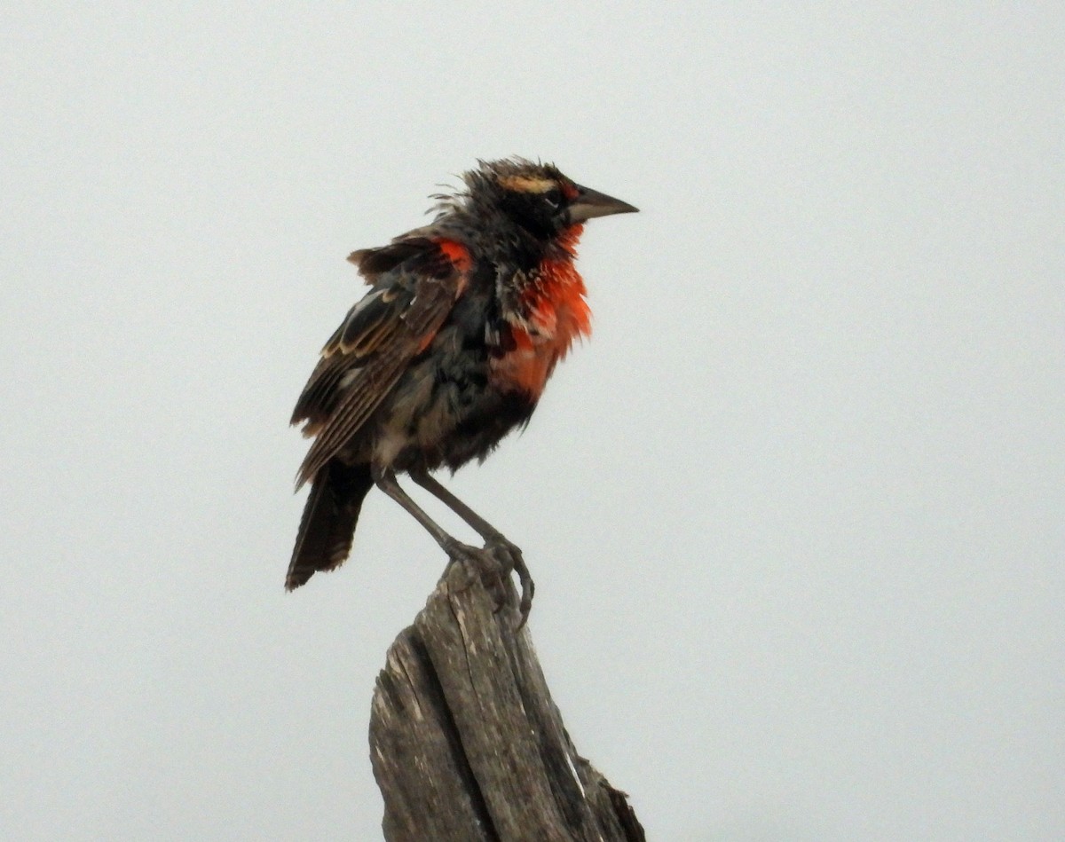 Peruvian Meadowlark - ML621989556