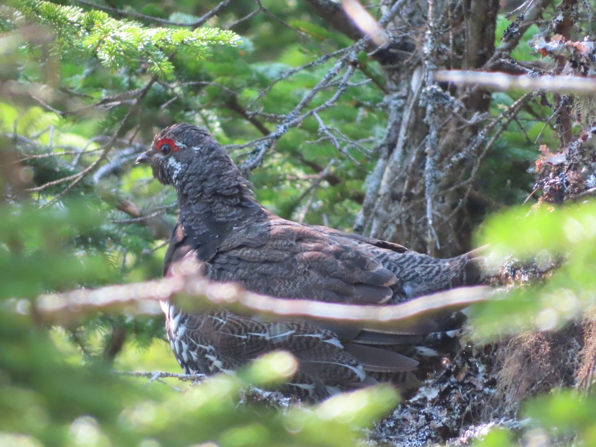 Spruce Grouse - ML621989631