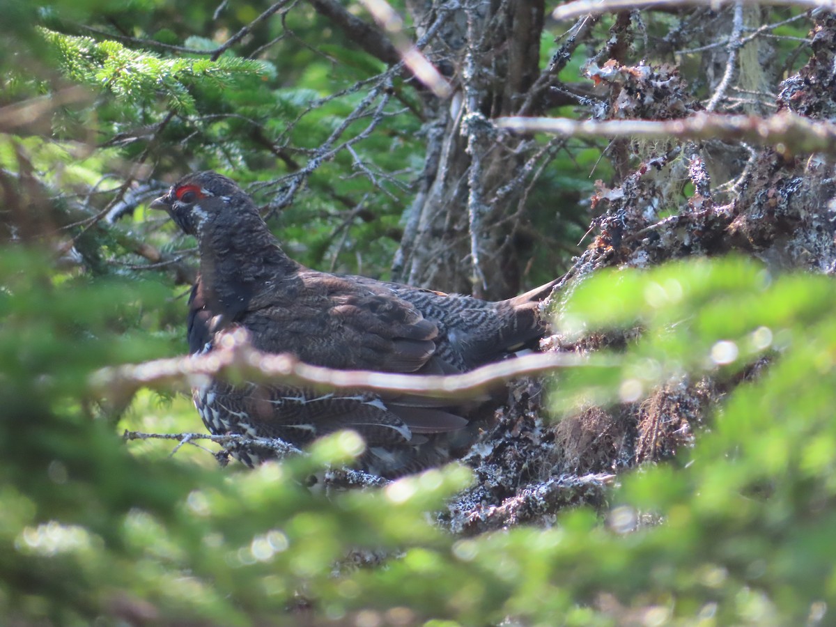 Spruce Grouse - ML621989632