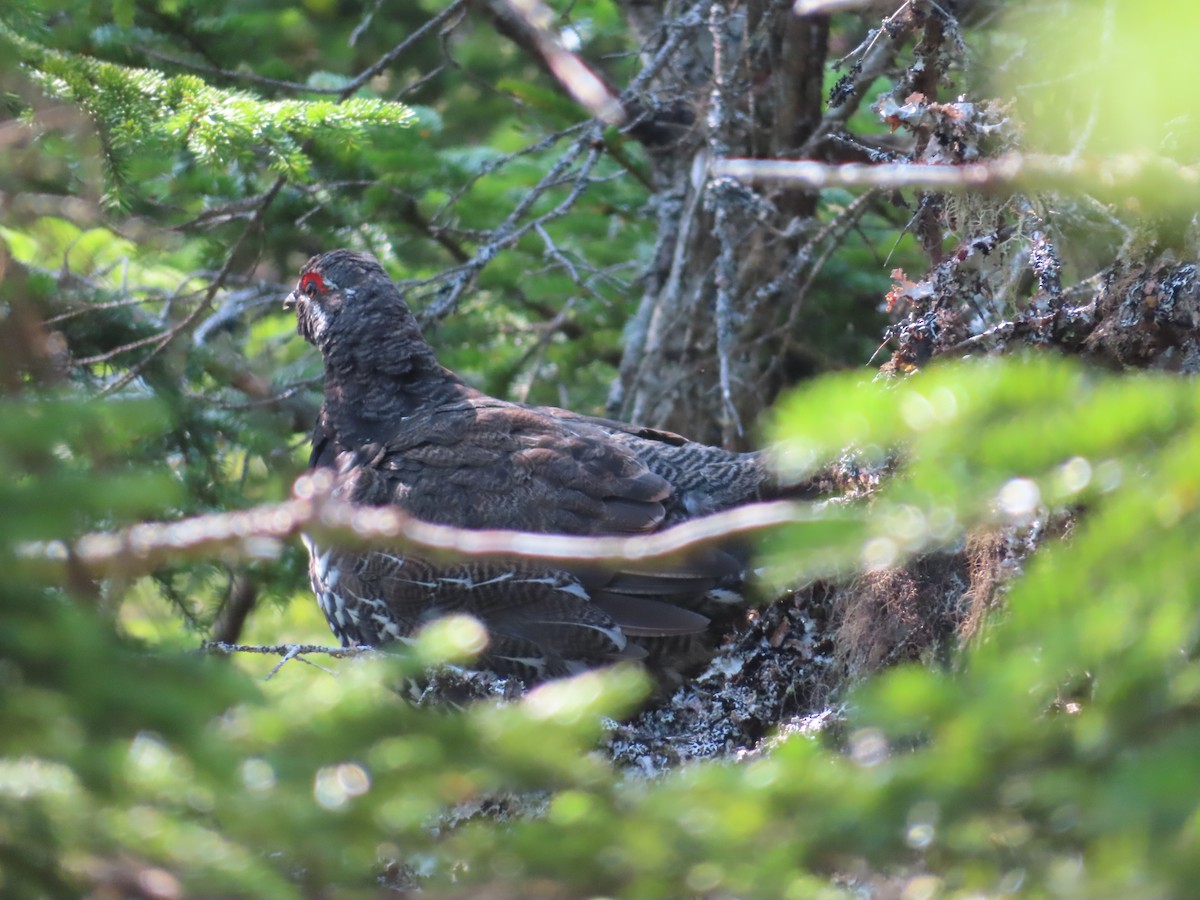 Spruce Grouse - ML621989633