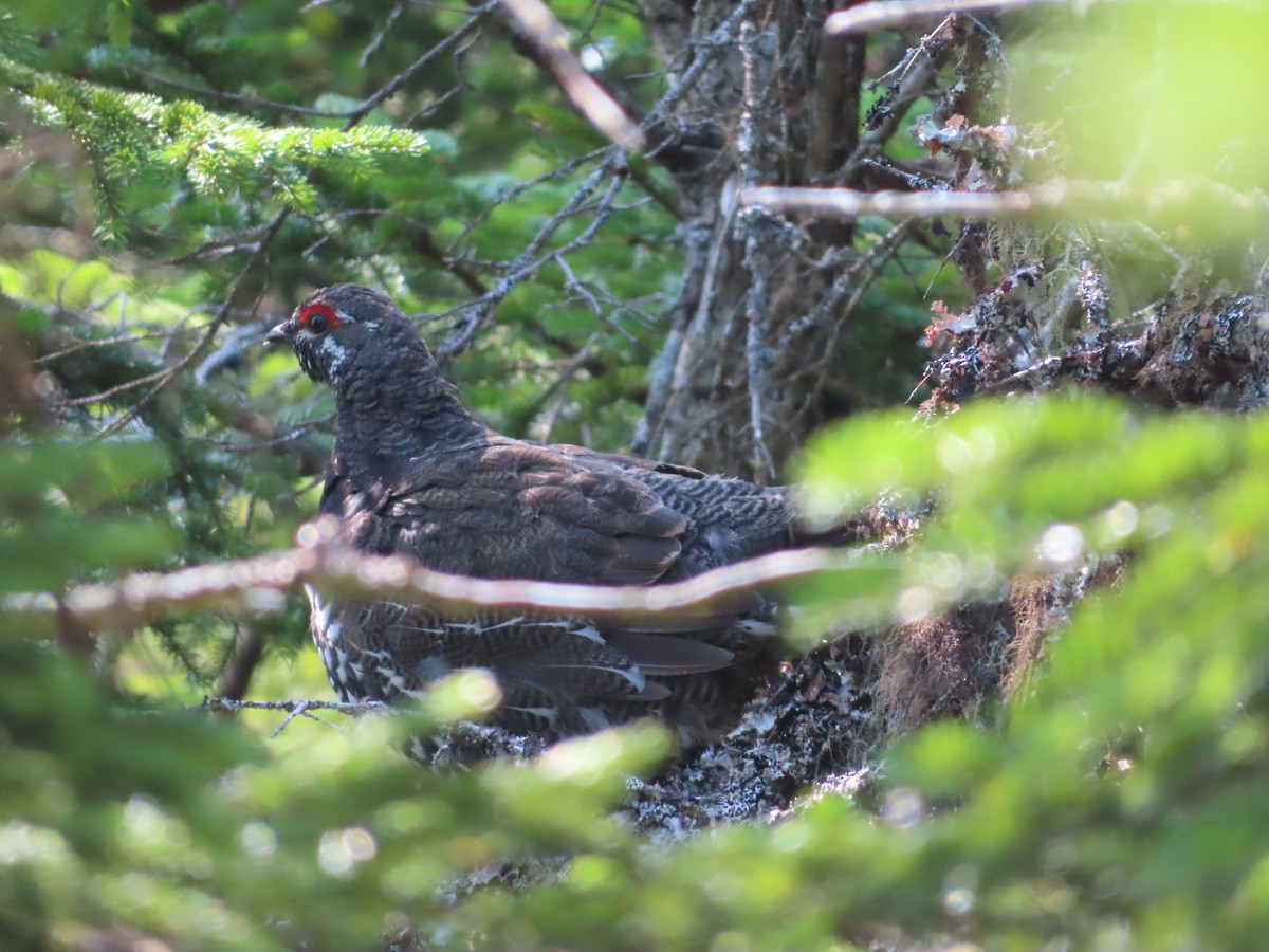 Spruce Grouse - ML621989634