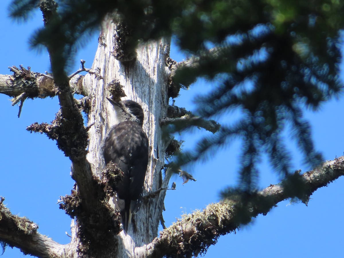 Black-backed Woodpecker - ML621989641