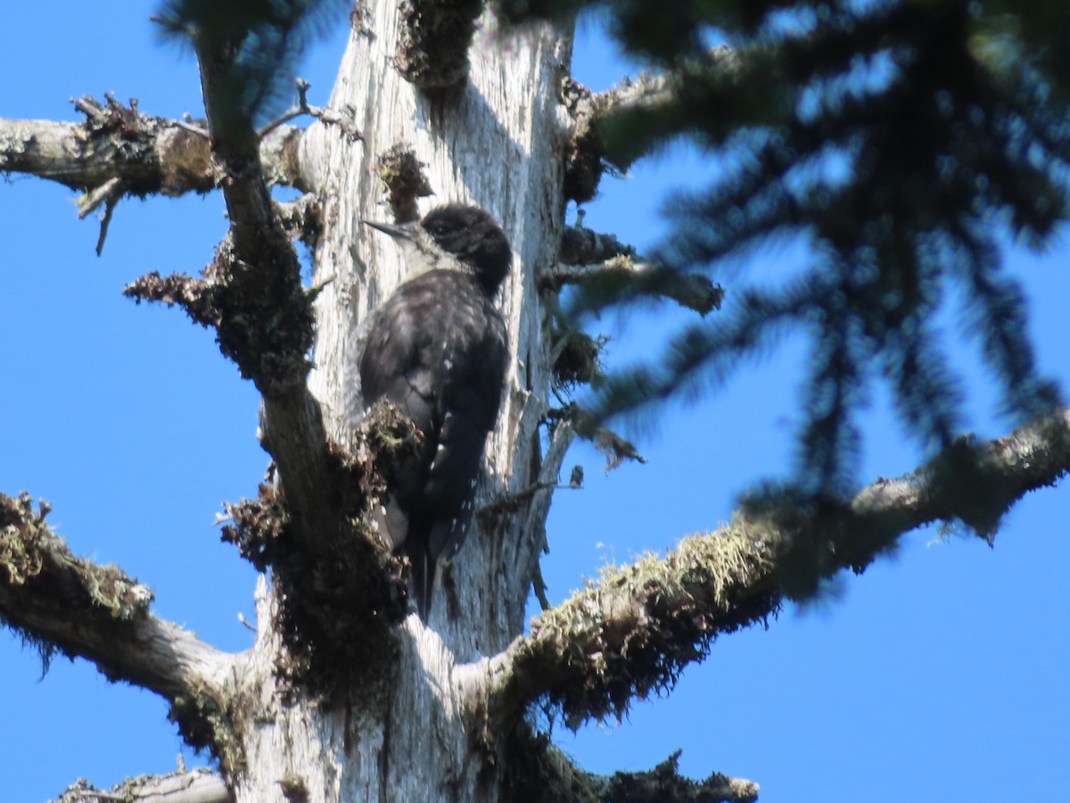 Black-backed Woodpecker - Brett Myskowski