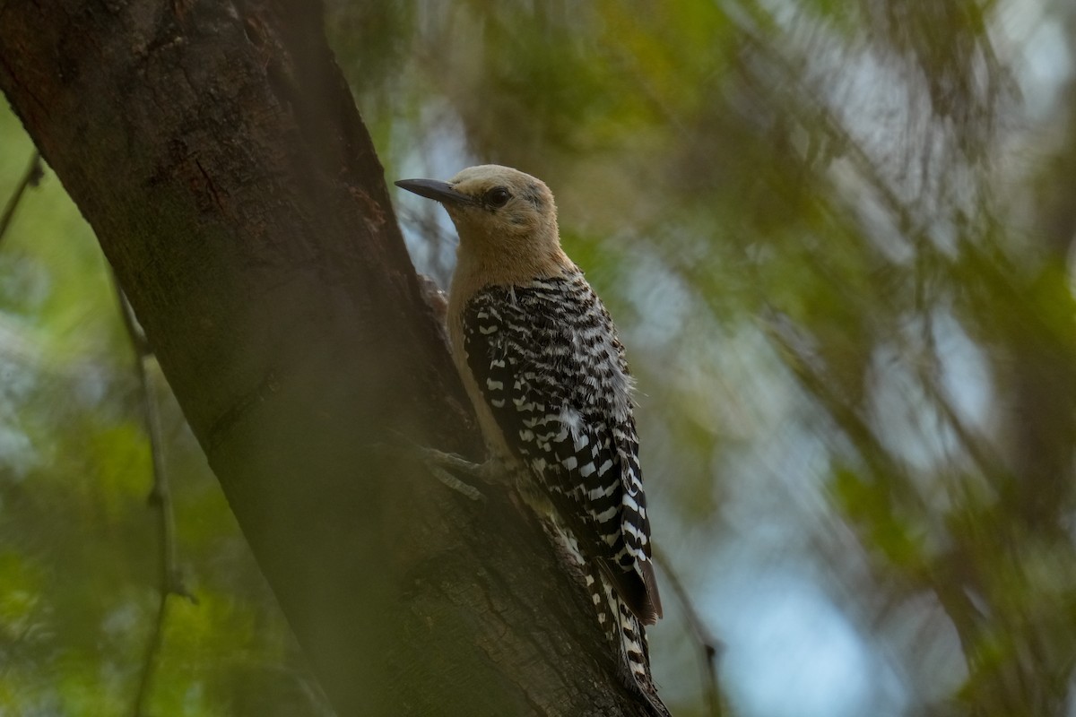 Gila Woodpecker - ML621989651