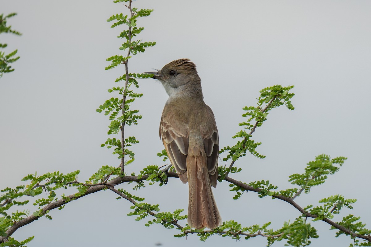Ash-throated Flycatcher - ML621989657