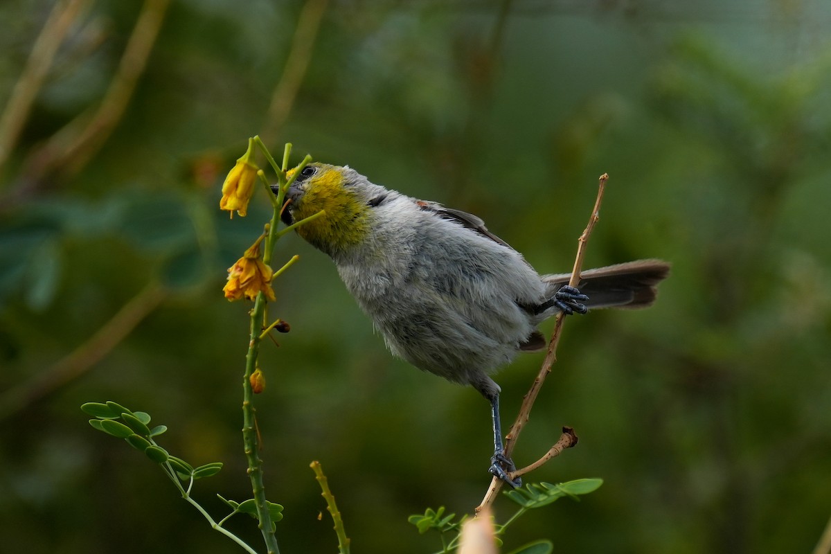 Verdin - ML621989663