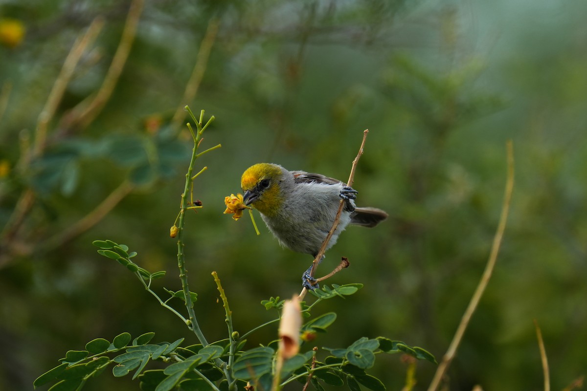 Verdin - ML621989664