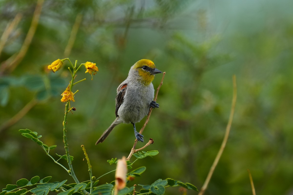 Verdin - ML621989665