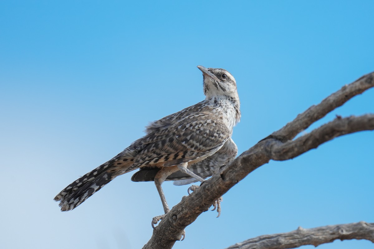 Cactus Wren - ML621989670