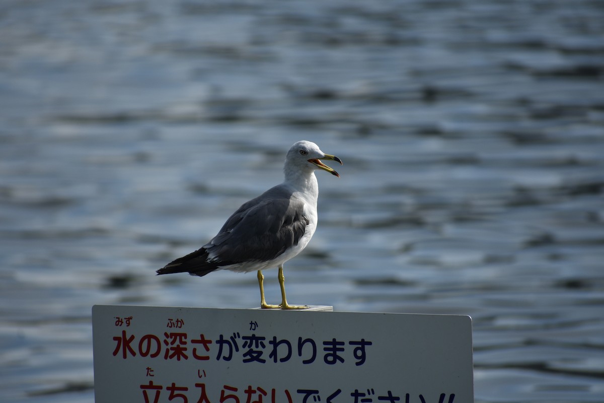 Black-tailed Gull - ML621989684