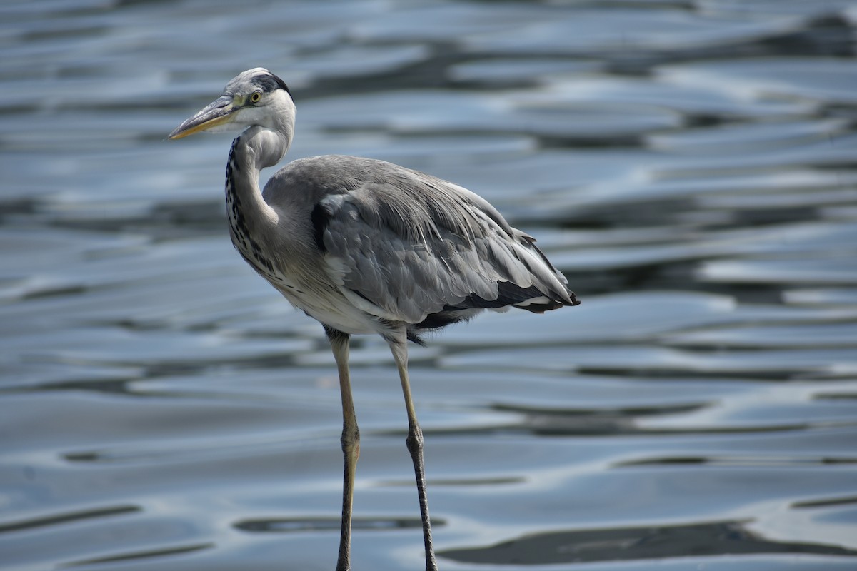 Gray Heron - ML621989711