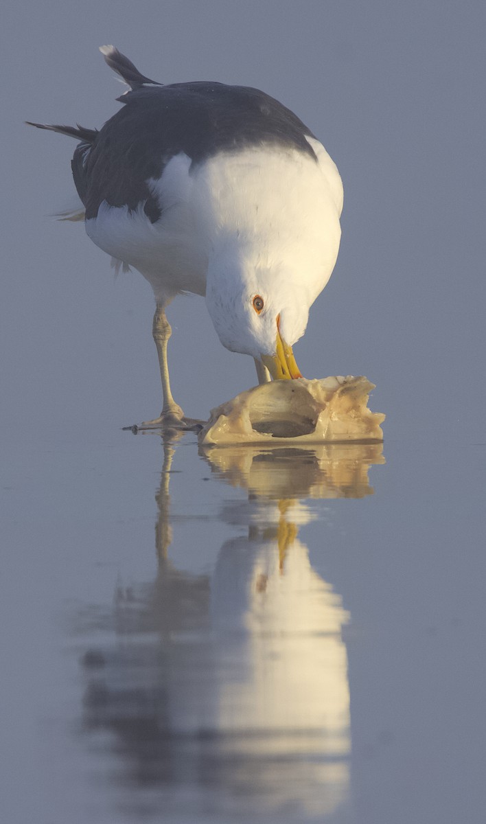 Great Black-backed Gull - ML621989762