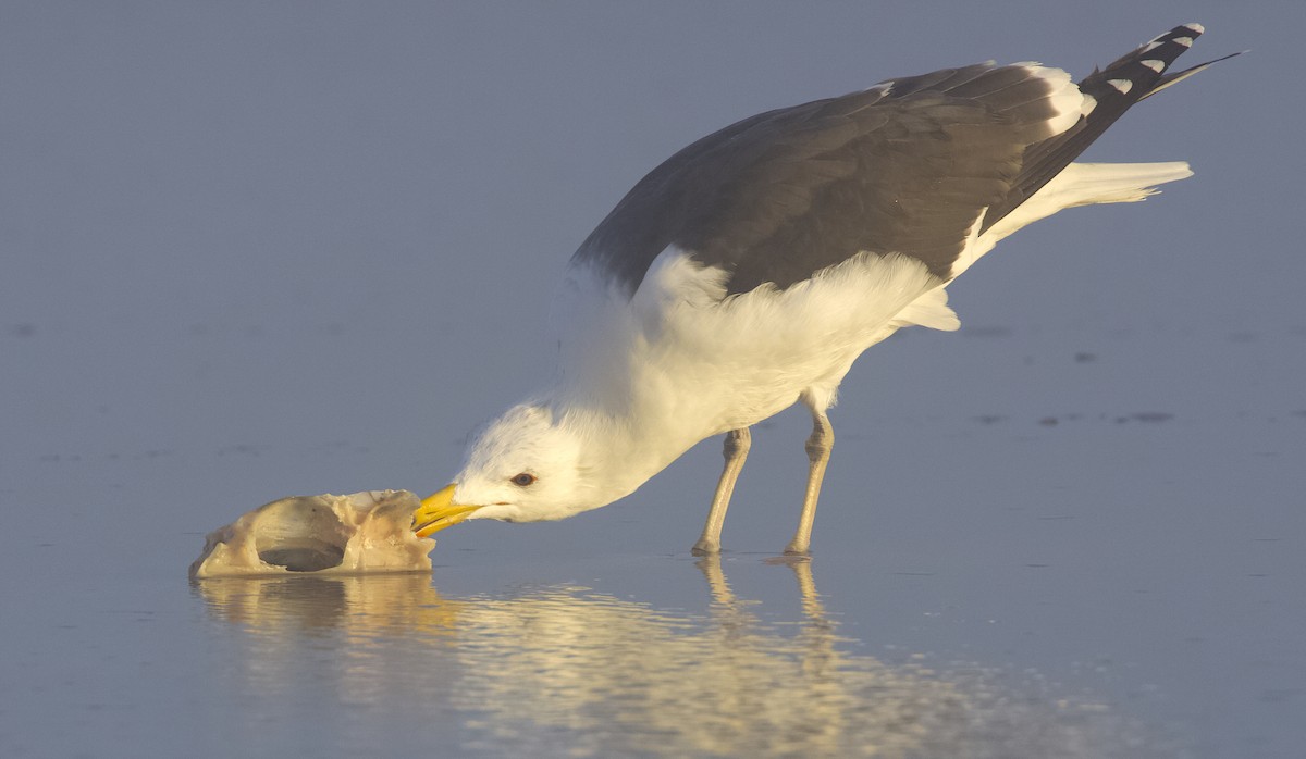 Great Black-backed Gull - ML621989763