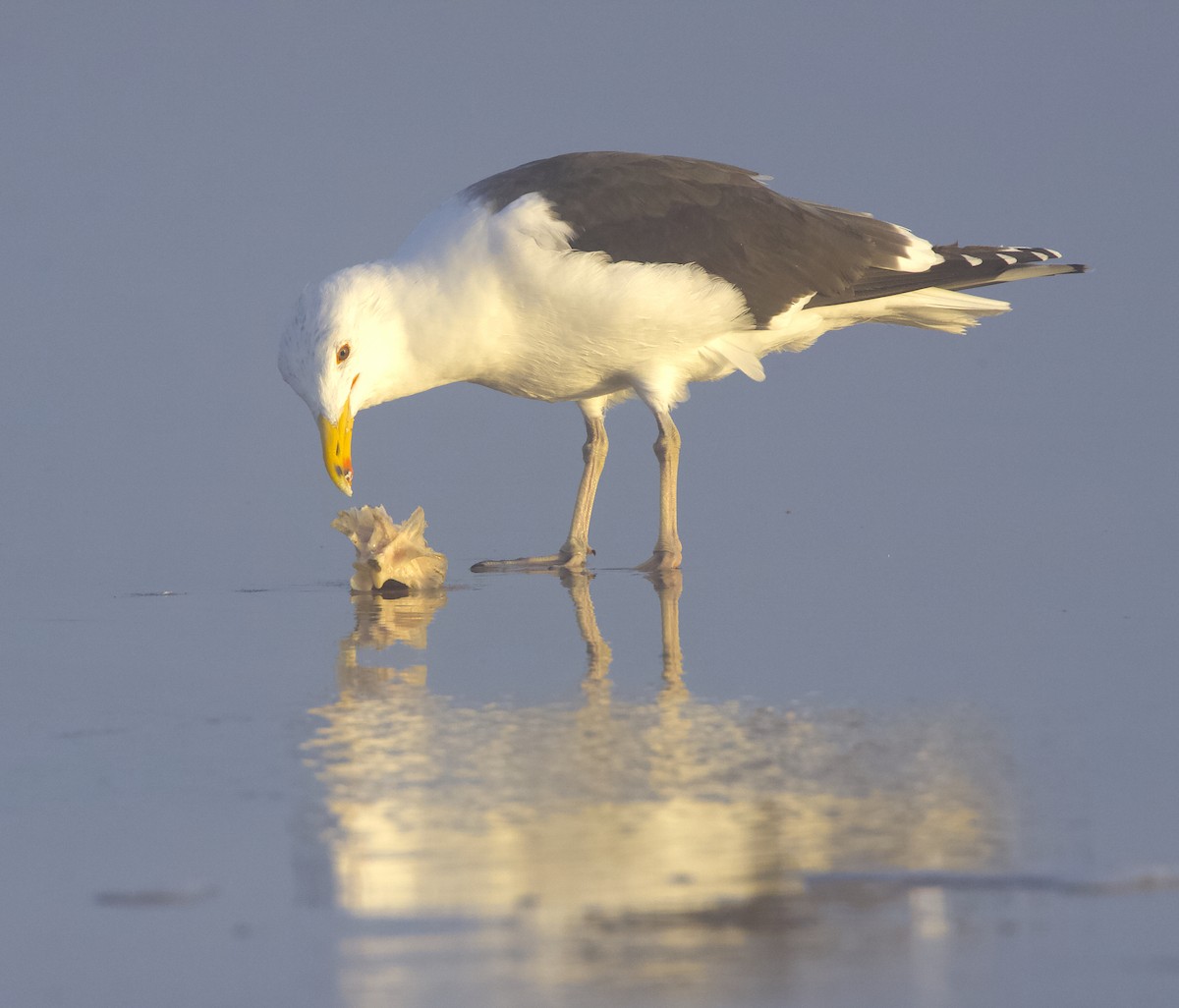 Great Black-backed Gull - ML621989765