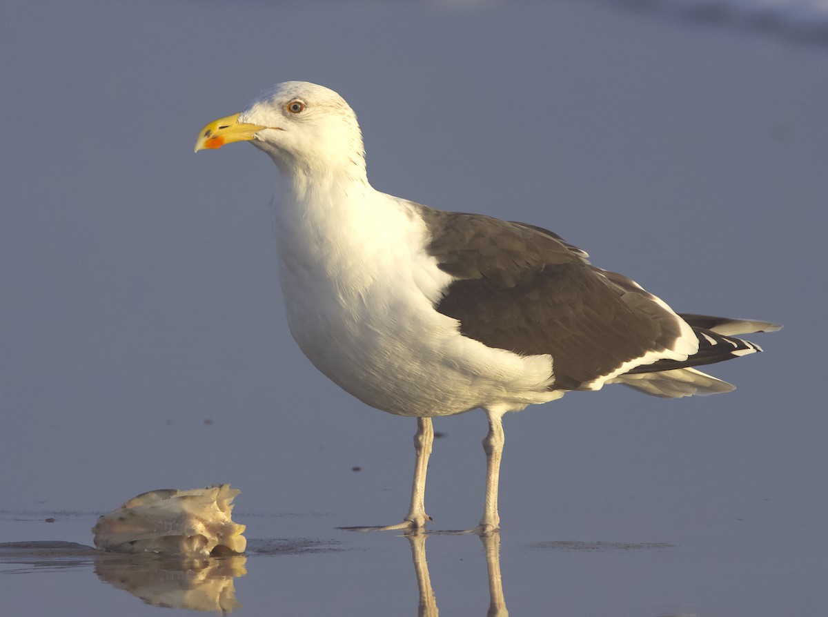 Great Black-backed Gull - ML621989766