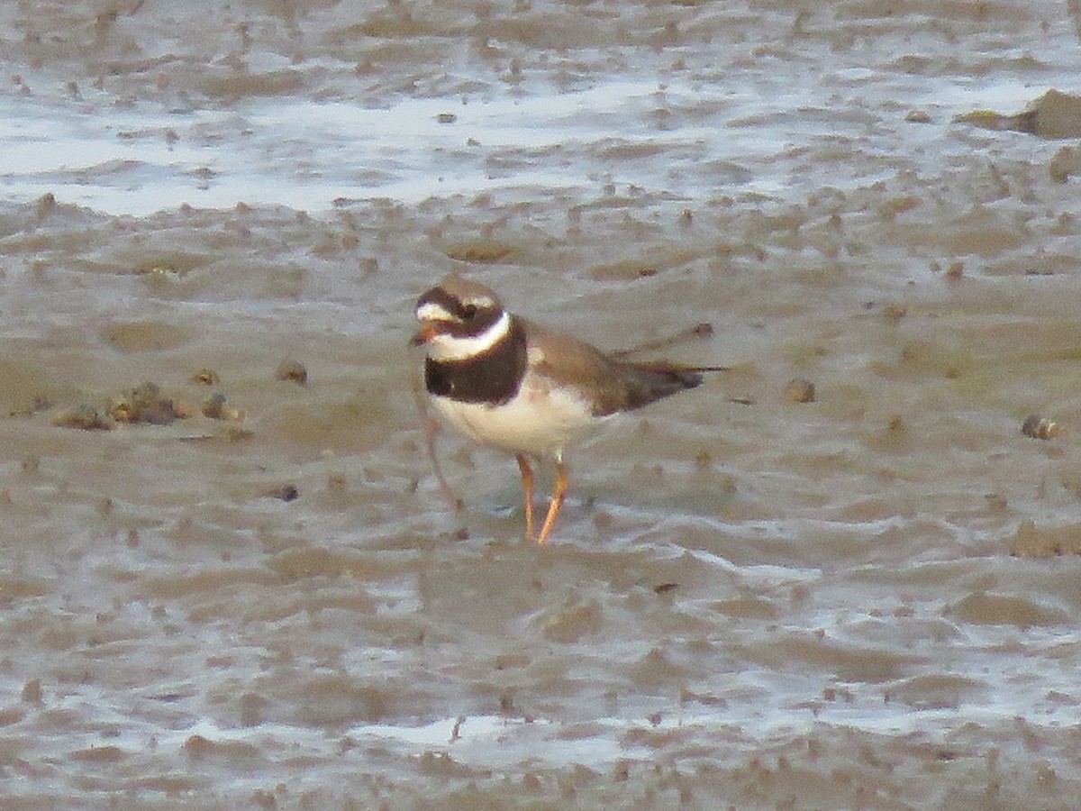 Txirritxo handia - ML621989811