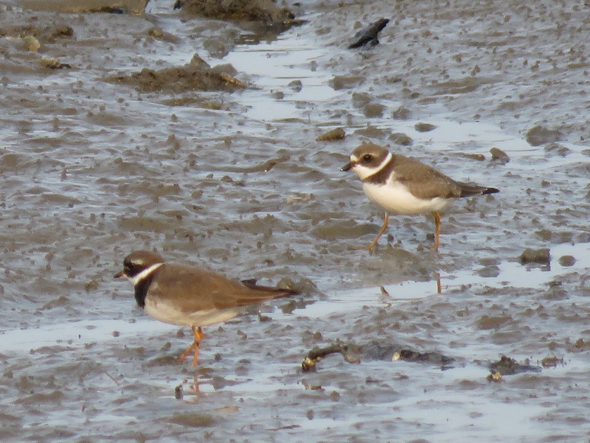 Txirritxo handia - ML621989812