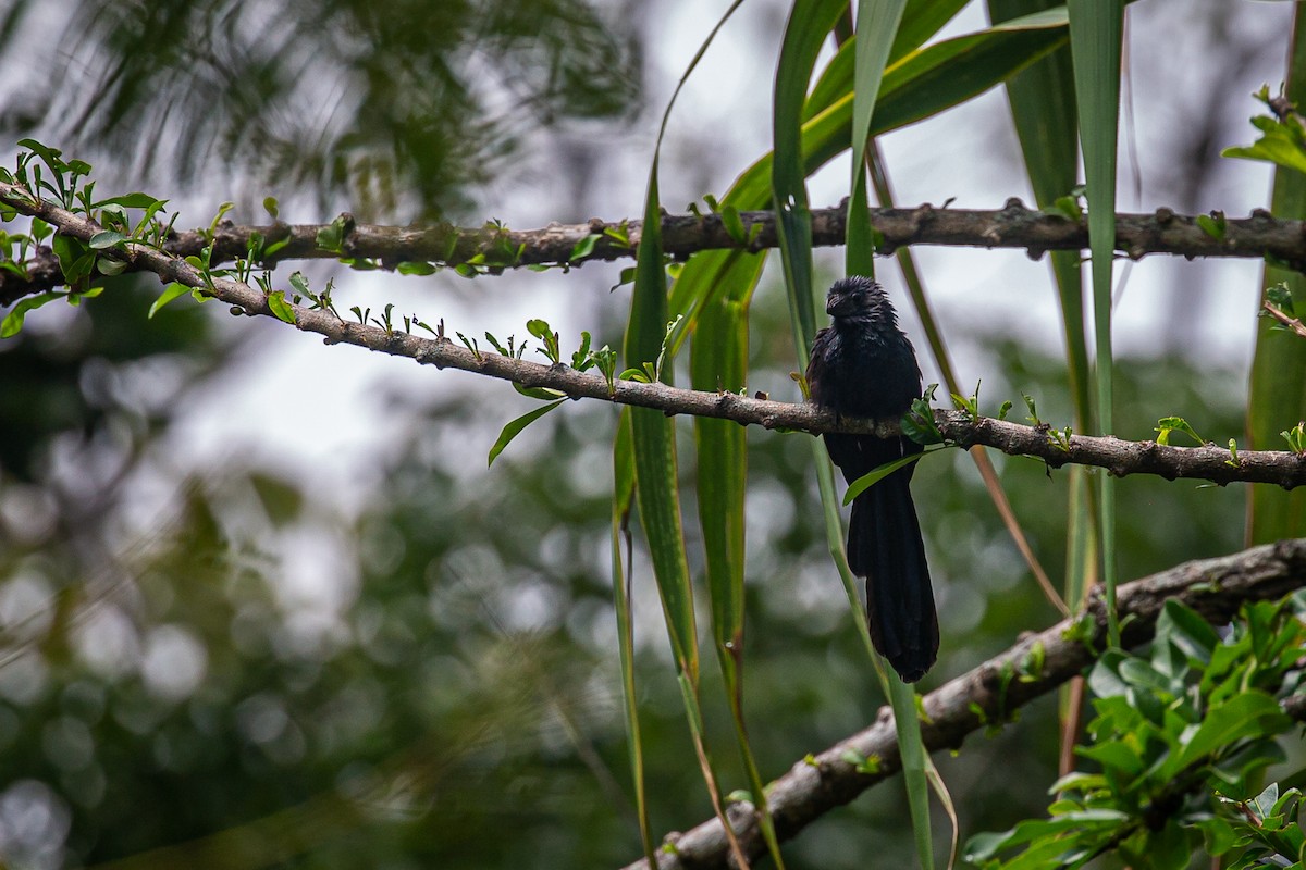 Groove-billed Ani - ML621989839