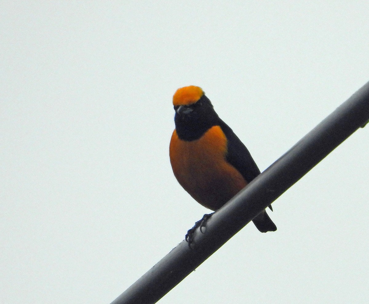 Orange-crowned Euphonia - ML621989867