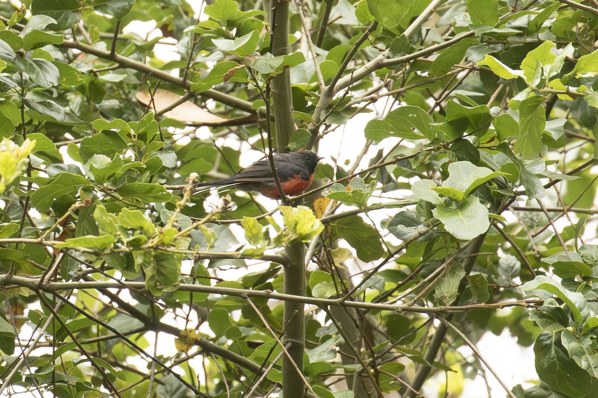 Slate-throated Redstart - ML621989973