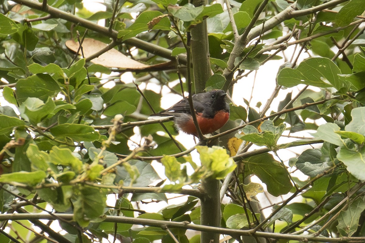 Slate-throated Redstart - ML621990006