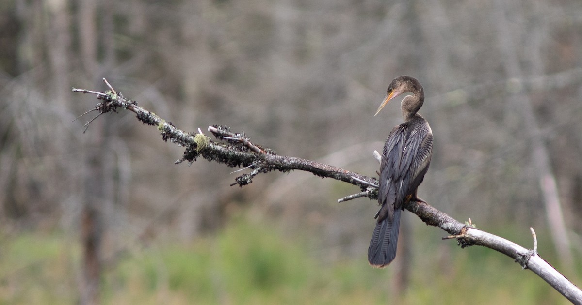 Anhinga - ML621990020