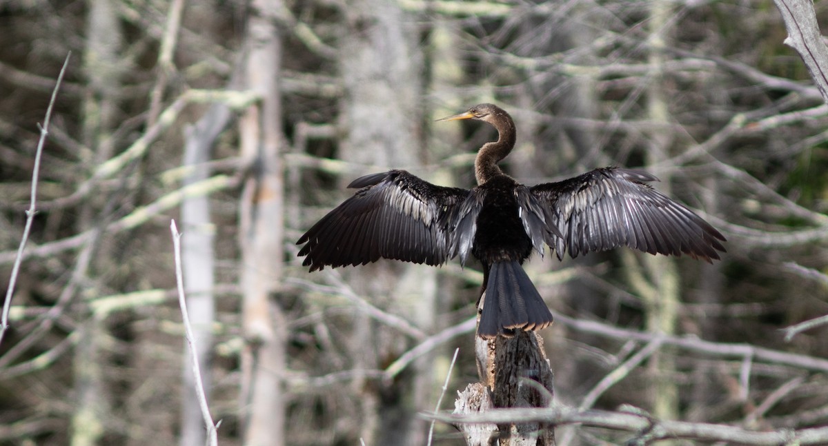 Anhinga - ML621990021