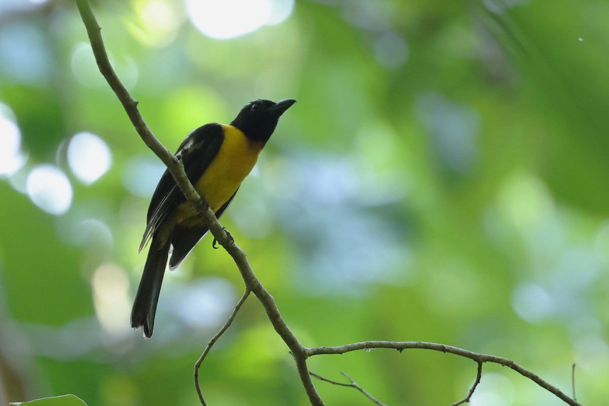 Black-throated Shrike-Tanager - ML621990042