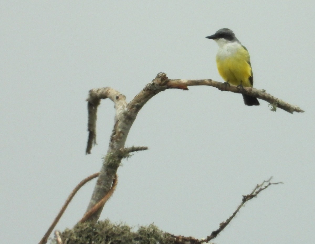 Schneekehl-Königstyrann - ML621990044