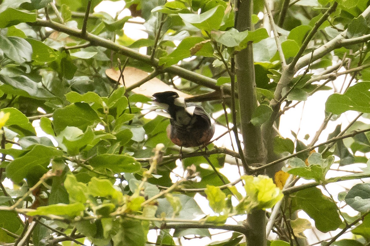 Slate-throated Redstart - ML621990145