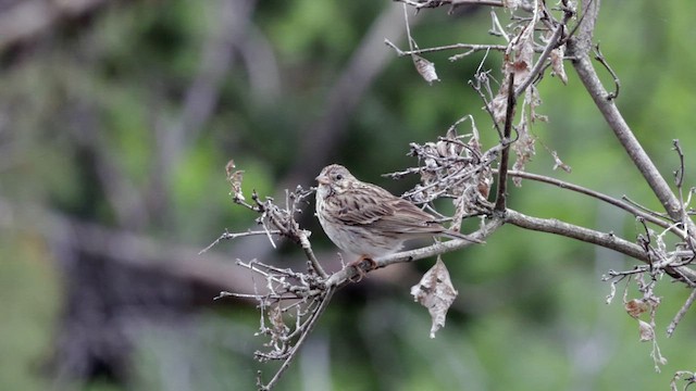 Vesper Sparrow - ML621990166